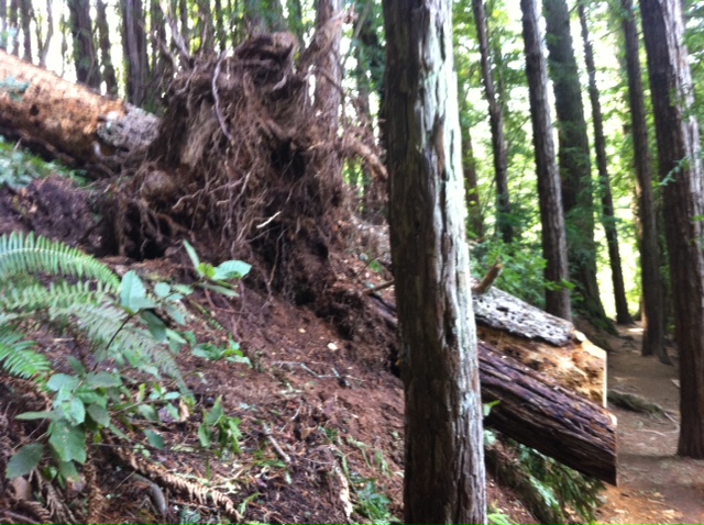 Are You Rooted?